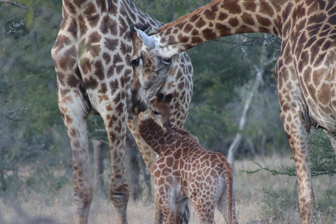 African Rock Lodge Hoedspruit Buitenkant foto